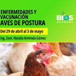 Aves de Postura: Enfermedades y Calendario de Vacunación