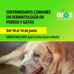 Enfermedades comunes en dermatología en perros y gatos