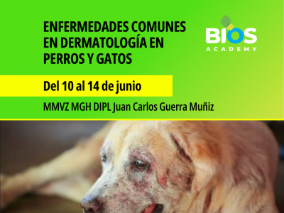 Enfermedades comunes en dermatología en perros y gatos