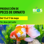 Producción exitosa de peces de ornato